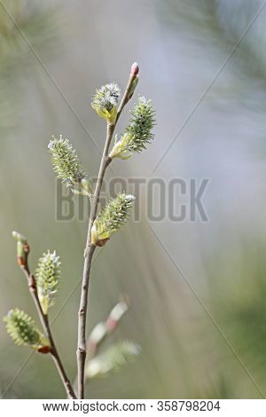 Branch Of Blooming Yellow Seals On A Sunny Day On A Natural Background In The Forest. Vertical