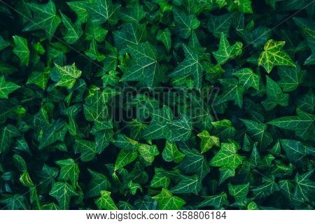 Frame Filling Horizontal Image Of Mature Ivy Plant Growing On A Wall