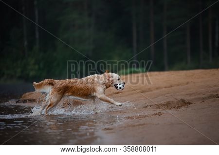 The Dog Is Playing On The Beach. Active Golden Retriever In The Water, On Nature. Pet For A Walk
