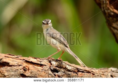 Pianura Prina