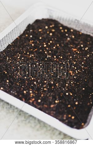 Indoor Gardening, Tiny Seedling Growing In Soil Tray Inside Small Indoor Greenhouse
