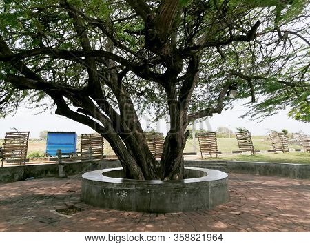 The Biggest Tree In The Natural Park.