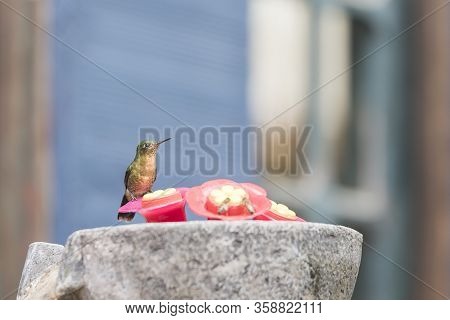 Female Hummingbird Standing On A Trough, Tyrian Metaltail, Metallura Tyrianthina. La Calera, Cundina