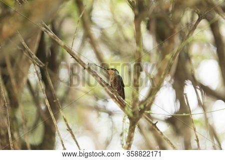 Female Hummingbird Standing On A Branch, Blue-throated Starfrontlet, Coeligena Helianthea. La Calera