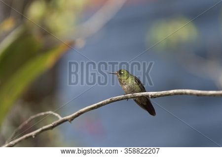 Female Hummingbird Standing On A Branch, Tyrian Metaltail, Metallura Tyrianthina. La Calera, Cundina