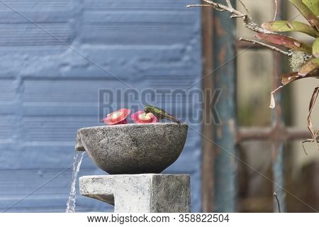 Tyrian Metaltail Hummingbird, Metallura Tyrianthina, Drinking On A Trough. La Calera, Cundinamarca, 