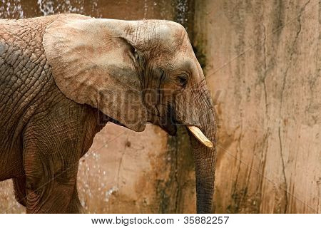 Grote mannelijke Afrikaanse olifant met lange gebogen slagtanden - geïsoleerd