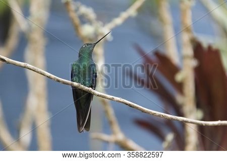 Great Sapphirewing Male Hummingbird Standing On A Branch, Pterophanes Cyanopterus. La Calera, Cundin
