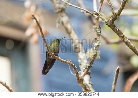 Male Hummingbird Standing On A Branch, Tyrian Metaltail, Metallura Tyrianthina. La Calera, Cundinama