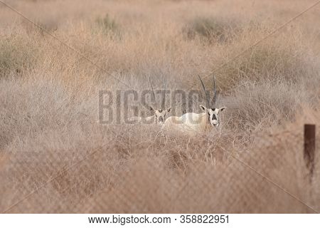 Arabian Oryx In Shaumari National Park Near Amman, Jordan. Place Of Reintroduction Of Any Mammal Spe