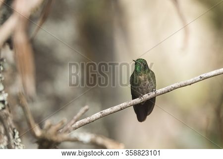 Male Hummingbird Standing On A Branch, Tyrian Metaltail, Metallura Tyrianthina. La Calera, Cundinama