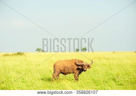 Water Buffalo, Grasslands, Murchison Falls National Park, Uganda