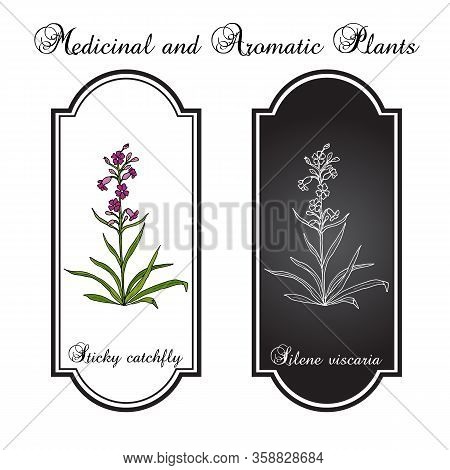 Sticky Catchfly Silene Viscaria , Or Clammy Campion, Medicinal Plant. Hand Drawn Botanical Vector Il