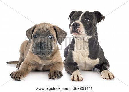 Puppy Italian Mastiff And Staffie In Front Of White Background