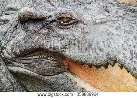 Alligator Or Crocodile Concept. Eye Of Alligator And Teeth On Head. Eye Is Bright Golden Beautiful C