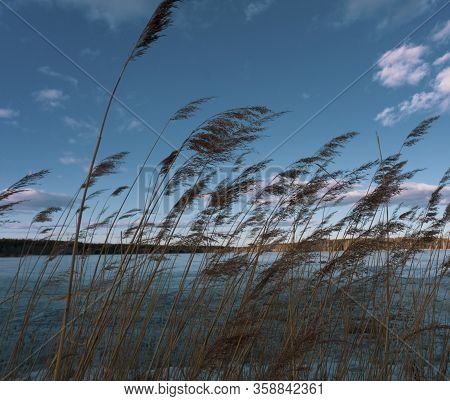 Tall Reeds On A Frozen Lake Against A Turquoise Sky