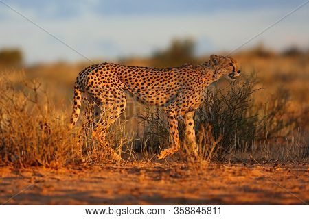 The Cheetah (acinonyx Jubatus) Walking Through The Grass At Sunset Among Trees. African Cat In The E