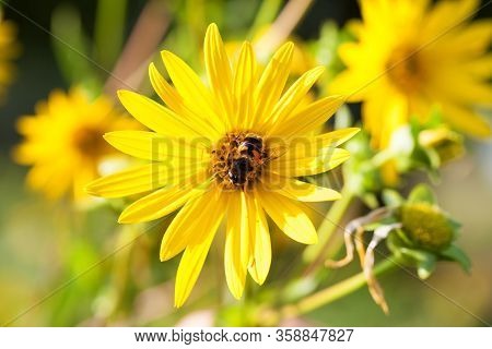 Bee On Blooming Yellow Flowers Of Sunflower Aster Family At Sunny Summer Day