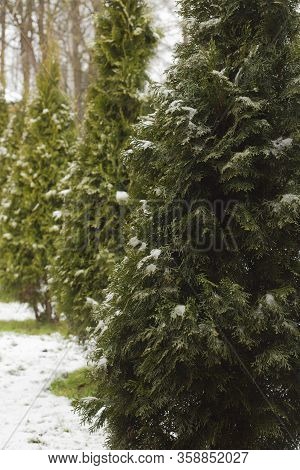 Thuja In The Yard. Lawn At Home. Green Outdoor Plant.