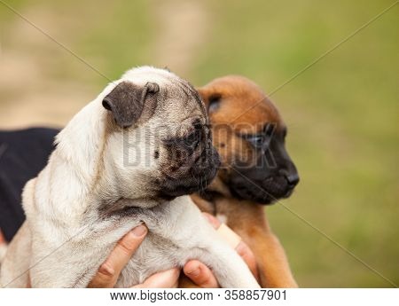 Pug Puppy And Malinois Cross Puppy And Bull Mastiff In The Hand Of Their Mistress