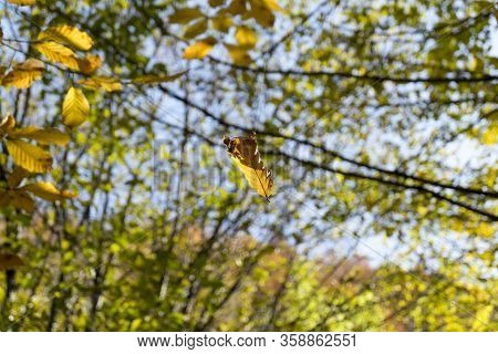 Autumn Is The Best Time To Take Photo. There Are Thousands Of Yellow Leafs Under Perfect Light