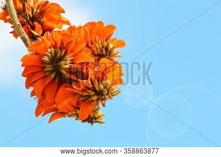 Erythrina Caffra. Coffe Cluster Of Erythrina Flowers And Blue Sky