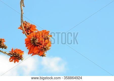 Erythrina Caffra. Coffe Cluster Of Erythrina Flowers And Blue Sky