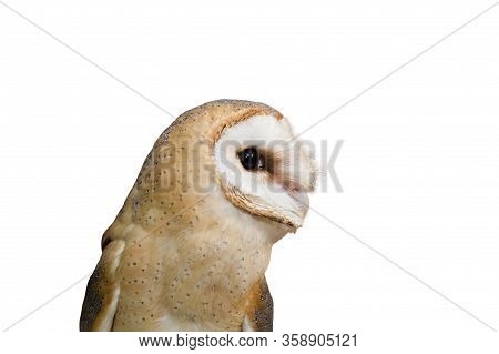 Portrait Of A Young Beautiful Red Owl Barn Owl (tyto Alba) Close-up