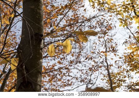 Autumn Is The Best Time To Take Photo. There Are Thousands Of Yellow Leafs Under Perfect Light