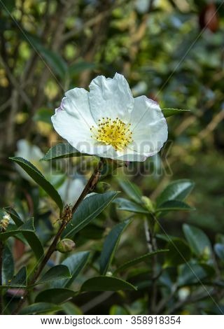 Mountain Camellia Flower. Evergreen Plant Of The Family Theaceae. Camellia Sinensis Or Tea Bush