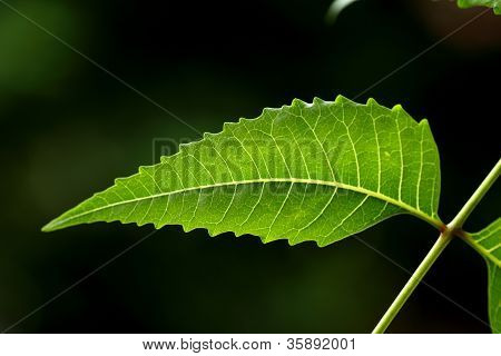 Neem listy azadirachta Indica