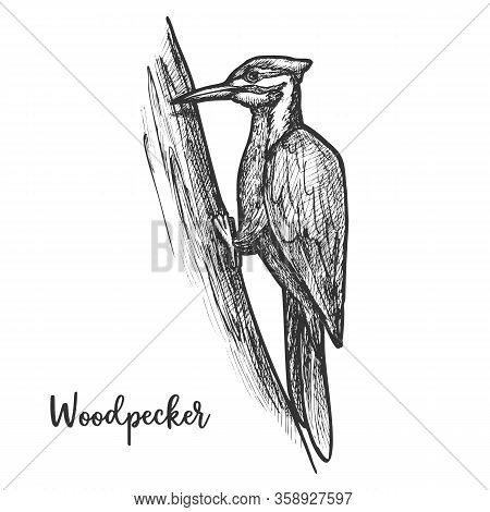 Sketch Of Woodpecker Bird On Tree, Pecker Animal