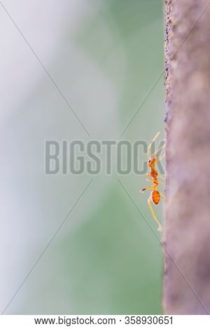 The Red Weaver Ant Is Walking Upon The Tree, Where The Reddish Sunshine Hit From The Side, A Large C