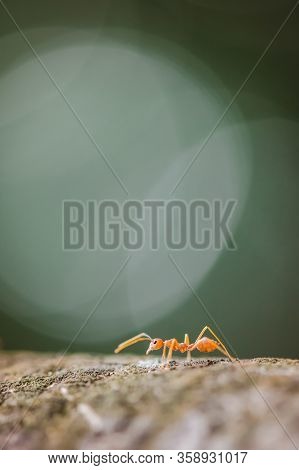 The Red Weaver Ant Is Walking Upon The Tree, Where The Reddish Sunshine Hit From The Side, A Large C