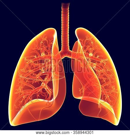 Humans Have Two Lungs, A Right Lung And A Left Lung. They Are Situated Within The Thoracic Cavity Of
