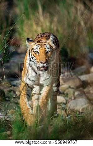 Tiger Coming Head On With Green Background At Dhikala Zone Of Jim Corbett National Park, Uttarakhand