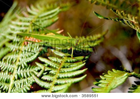 Grasshoper