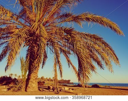Percheles Beach, Murcia Region Spain. Mazarron Bay. Coastal Landscape With Palm Trees