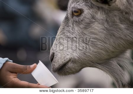 Feeding_The_Goat