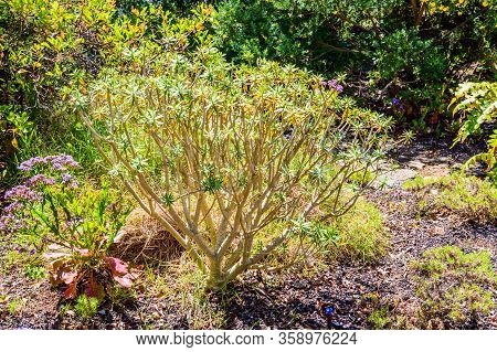 Portrait Of A Tabaiba Plant In The Garajonay National Park. April 15, 2019. La Gomera, Santa Cruz De