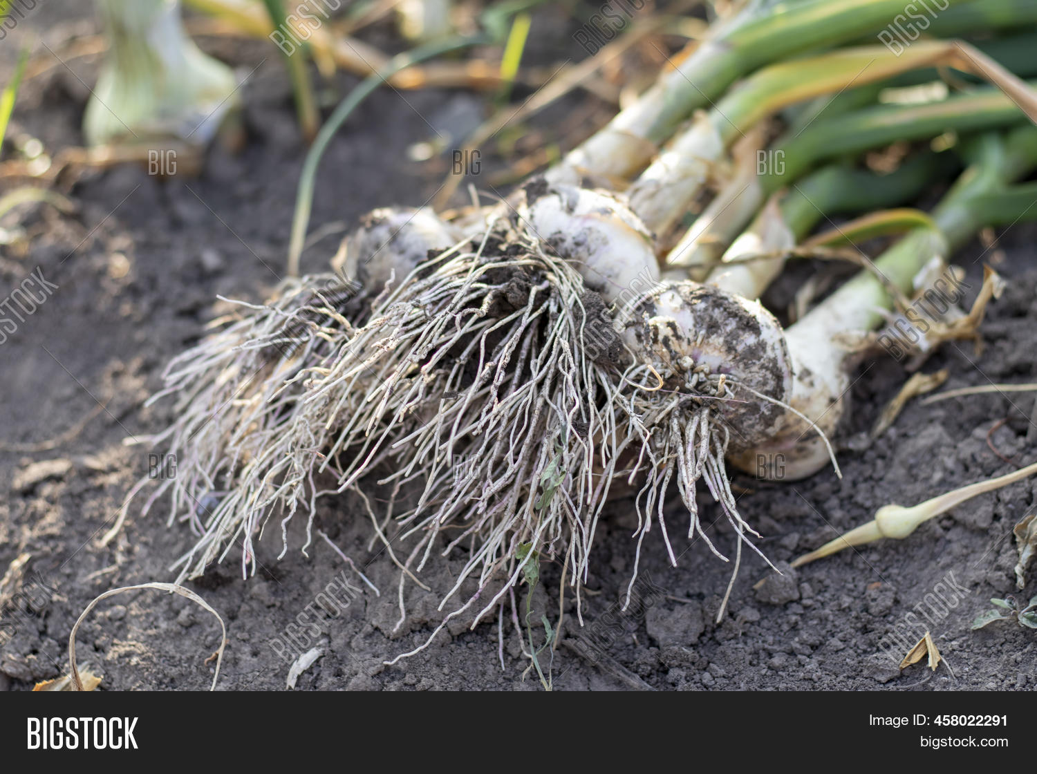 Young Garlic Roots Image & Photo (Free Trial) Bigstock