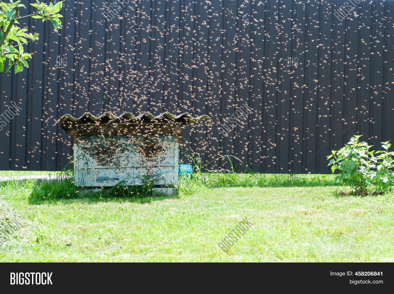 Bee Swarm Flew Into Image & Photo (Free Trial) Bigstock