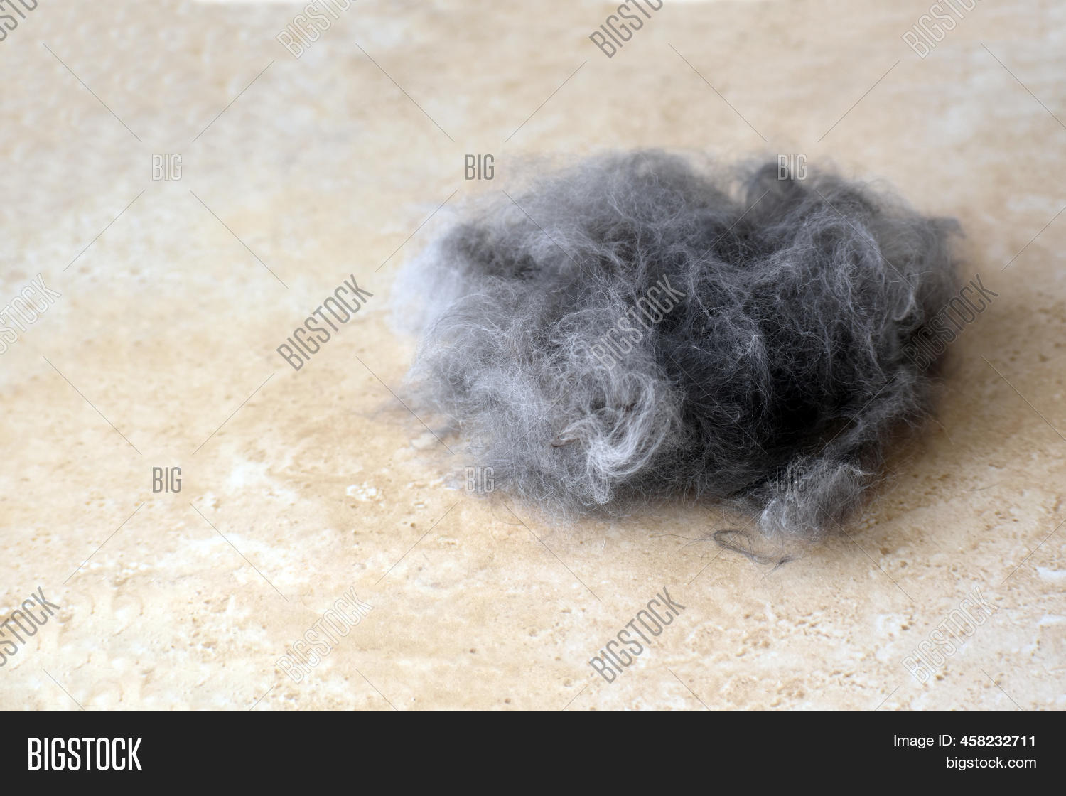 Persian Cat Hair On Image & Photo (Free Trial) Bigstock