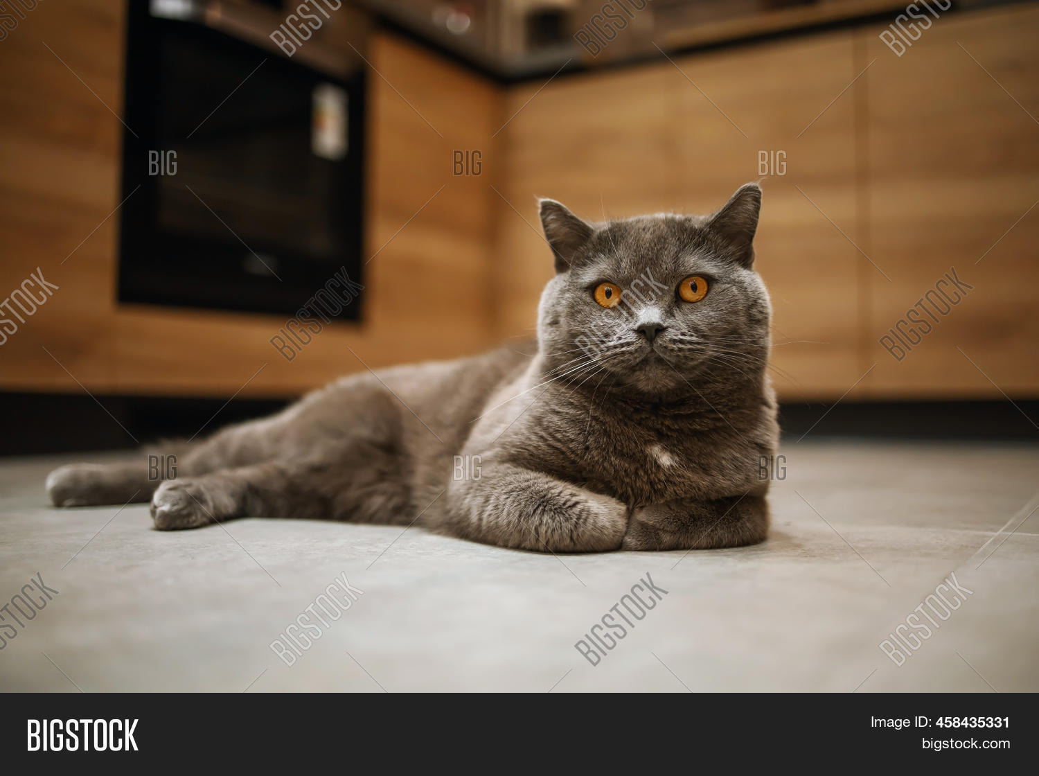 British Shorthair Cat Image & Photo (Free Trial) Bigstock