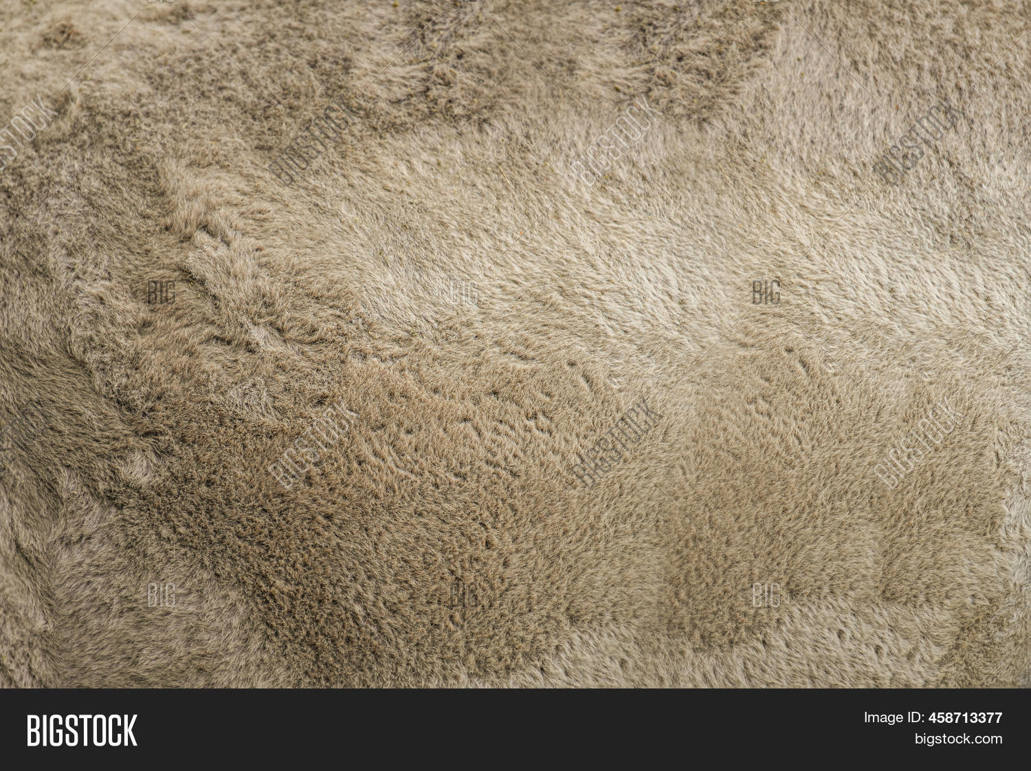 Camel Texture. Camel Image & Photo (Free Trial) Bigstock
