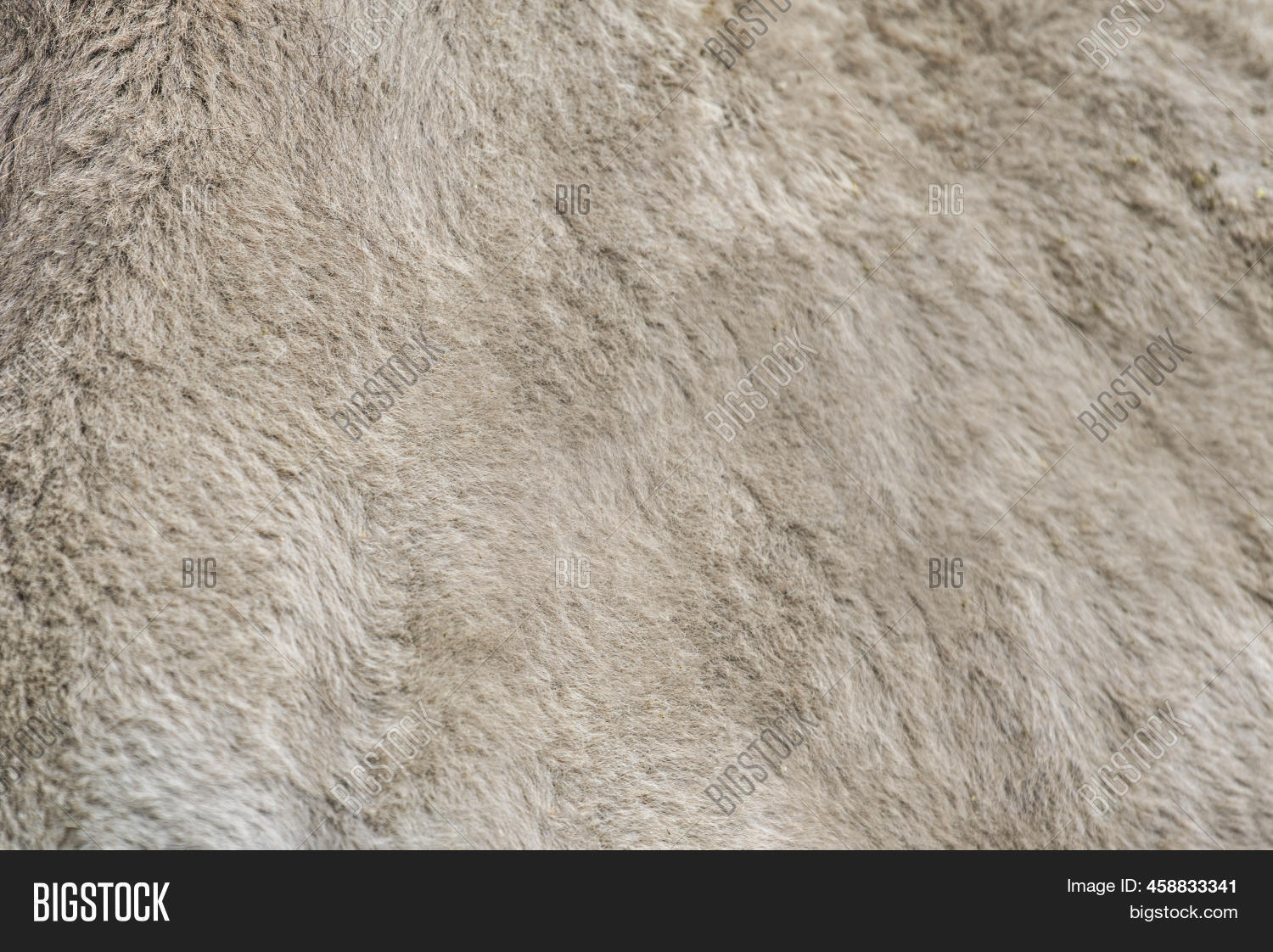 Camel Texture. Camel Image & Photo (Free Trial) Bigstock