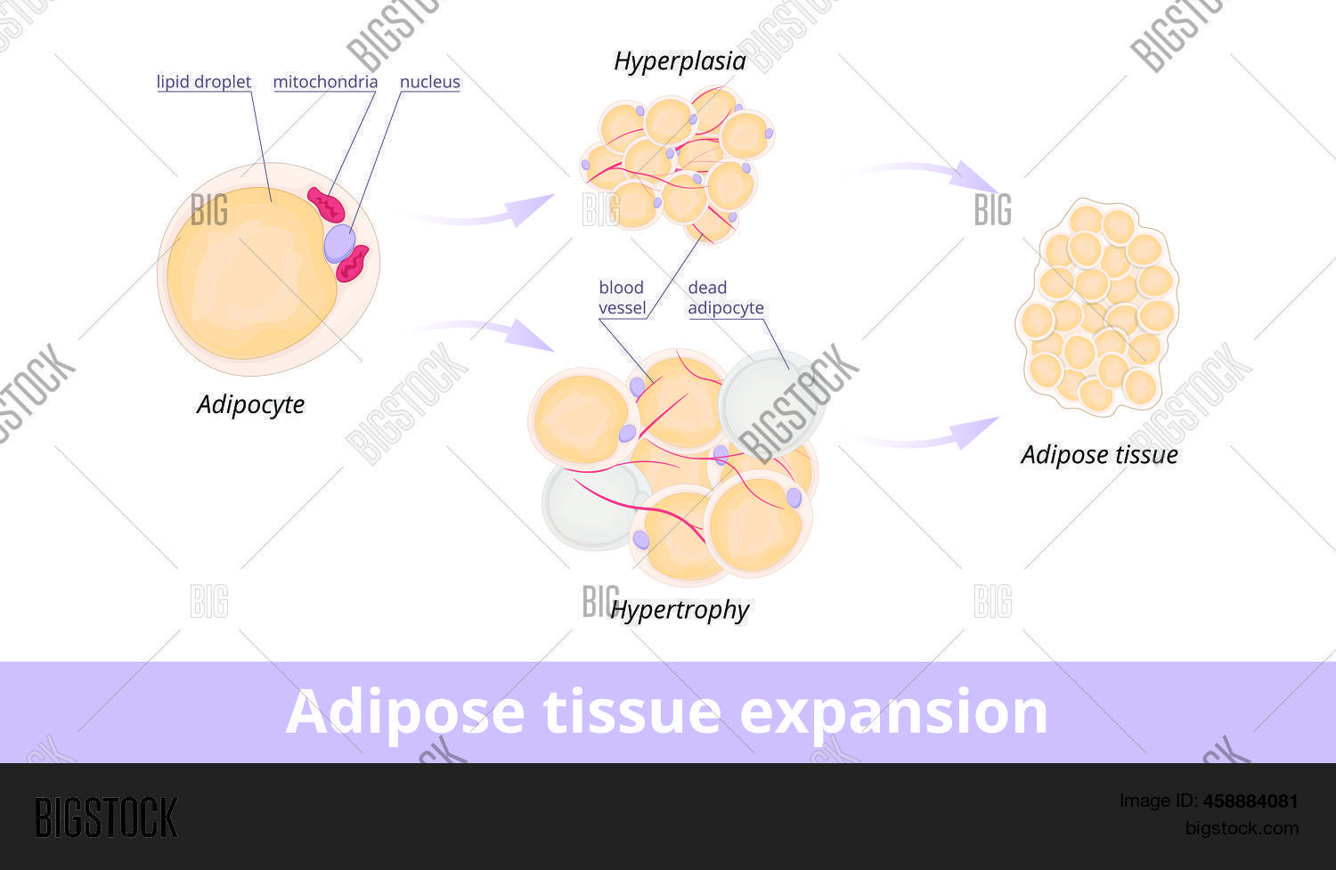 Adipose Tissue Vector & Photo (Free Trial) Bigstock
