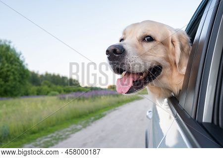 A Happy Dog Travels In The Summer By Car. Golden Retriever Looking Out The Car Window On A Sunny Day