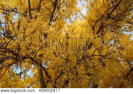 Autumn Yllow Tree In Sofievka Park, Uman, Ukraine