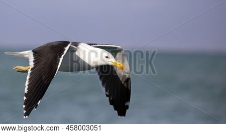 Seagull Flying Over The Ocean Towards The Fynbos Coast In South Africa.